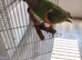 Young Senegal parrot