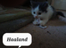 Kittens fo sale