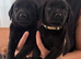 Fox red/black chunky puppies