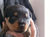 Rottweiler puppy’s