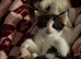 3 kittens