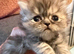 Chinchilla exotic kittens