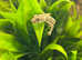 Viper Geckos at Birmingham Reptiles