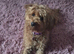 cockapoo