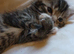 Tabby Kittens (Stevenage)
