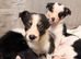 Border collie pups