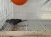 Pair of stunning diamond doves