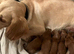 Miniature cockapoos