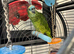 Blue fronted Amazon