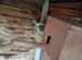 2 budgie hens for sale