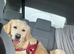 Guardian Home Opportunity – Beautiful Golden Retriever
