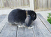 Mini lop bunnies ( updated:04/06/26)