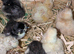 Day old chicks perfect for a broody hen bantums hybrids and a silky