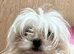 Tiny Maltese adult girl