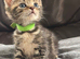 2 female American shorthair