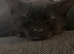 12 week old male kitten