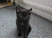 4 kittens