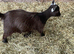 2 x Chocolate Coloured Pygmy Nanny Goat Twins