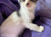 Gorgeous female blue and white kitten