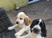 3 stunning babies available