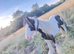 5 year old cob mear