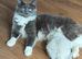 Ragdoll male kitten 10/07/26