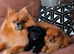 4-Month-Old Pomeranian – Chase