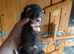 Micro polecat hob- 6months old-Angora and black in him also.