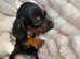Jackshund Puppies &ndash; 1Beautiful Girl & 3 Handsome Boys