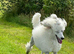 Beautiful White Standard Poodle Puppies