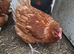 Broody Lohmann Brown Hen