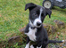 12 week old male border collie