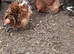 Millefleur Pekin bantam chickens