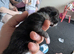 Kittens British shorthair blue x ragdoll