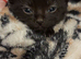 5 kittens ready now