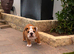 Traditional British Bulldog