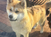 Male Akita