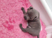 Staffordshire bull terrier