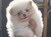 Pomeranian Teddy bear puppies
