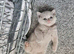 Beautiful Female Kittens Ready to Reserve