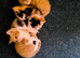 New litter in