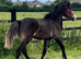 Connemara x Cob " Chocolate Dun Filly