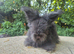 STUNNING MAXI FULL FACE ANGORA BABIES