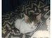 tabby girl