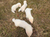 4 albino ferret kits for sale