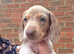 Pieblad stunning miniature dachshund
