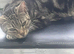 Beautiful & Loving Cat Looking for a Forever Home