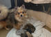 Pomchi puppies (Ready to go)