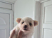 2 pomeranian puppies available