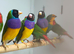 Golden finches